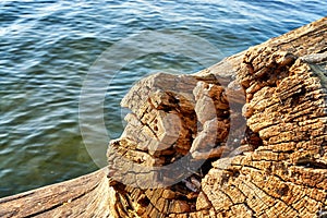 Weathered tree trunk with annual rings and blurred water in the background