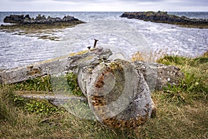 Weathered tree trunk on the beach, Iceland