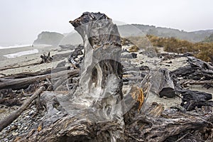 Weathered tree trunk on the beach, South Island, New Zealand