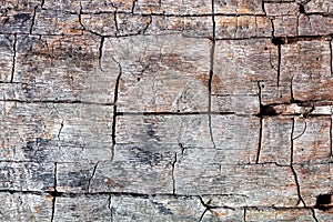 Weathered tree trunk with cracks without bark