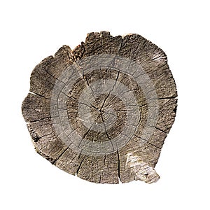 Weathered tree trunk cross section