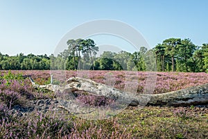 Weathered tree trunk fallen in the flowering heather