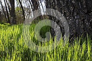 Weathered Tree Trunk With a Green Grass Backdrop