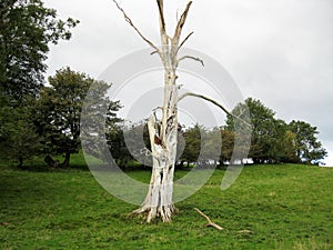 Weathered Tree Trunk in Kirkby Stephen photo