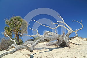 Weathered Tree Trunk on Sand Dune