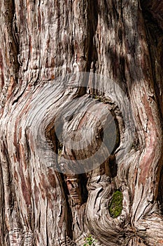 Weathered tree trunk textured and background