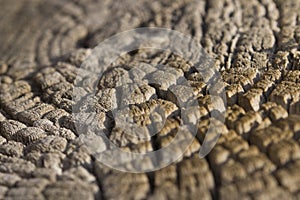 Weathered tree trunk textured background. Natural Tree Pattern