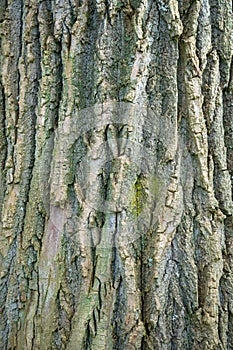 Weathered tree trunk textured background photo, picture