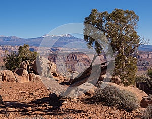 Weathered tree trunks in the desert