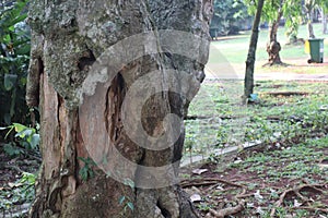 Weathered tree trunks in Rahgunan Wildlife Park