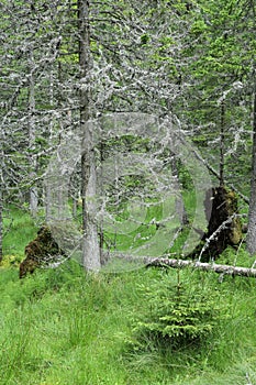 Weathered trees