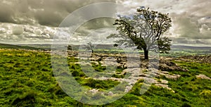 Weathered trees on a rocky limestone pavement