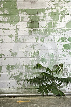 Weathered wall and plant.