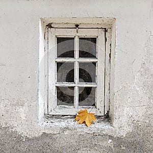 Weathered window with single maple leaf