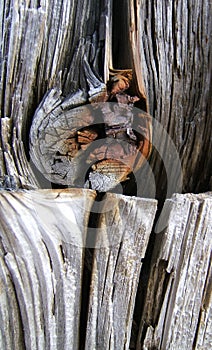 Weathered wood