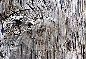 Weathered wood fence post knot