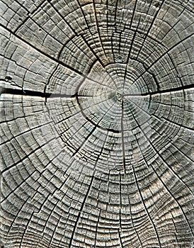 Weathered wood grain