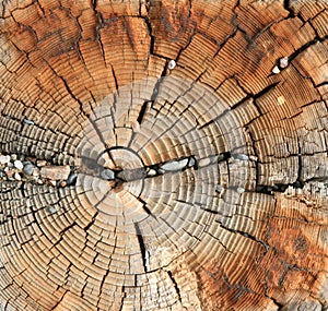 Weathered wood grain