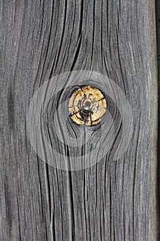 Weathered wood with knot