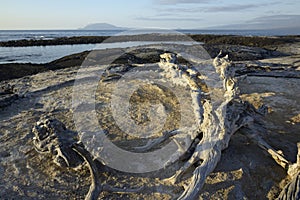 Weathered wood on Punta Espinosa, Fernandina Island, Galapagos Islands