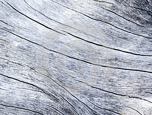 Weathered wood texture close up photo. White old tree near the sea.