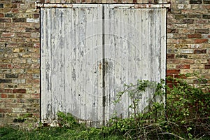 Weathered wooden door on a brick wall with brambles growing by the side. England, UK.