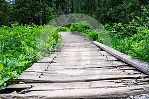 Weathered wooden footbridge over lush marsh area of Paradise area of Mt. Rainier National Park, WA