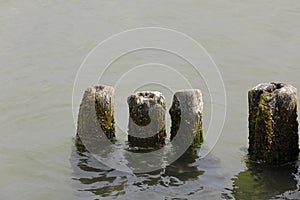 Weathered wooden groyne in the waters on Baltic sea