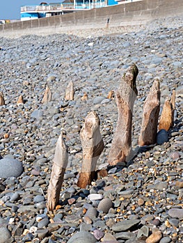 Weathered wooden poles, groynes on pebble ridge beach at Westward Ho, north Devon.