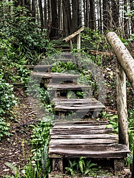 Weathered wooden stairs in the forest