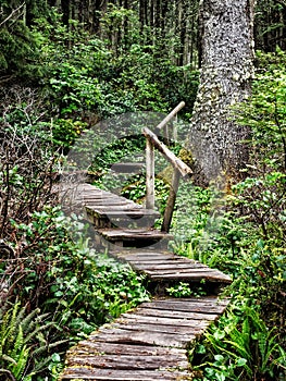 Weathered wooden stairs in the forest