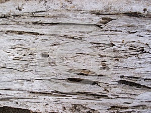 Weathered wooden texture closeup. Raw timber with grungy cracks. Natural surface for vintage background