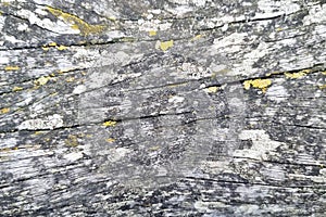 Weathered Wooden Texture with Lichen Details for Background or Design