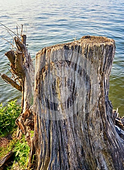 Weathered wooden tree trunk by the lake