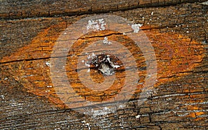 Weathered wooden wreckage, containing rusty iron