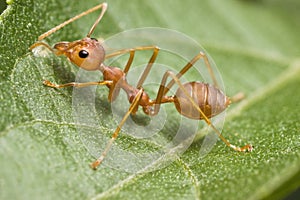 Weaver Ant