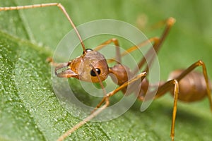 Weaver Ant