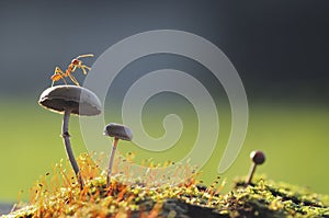 Weaver Ant on a mushroom