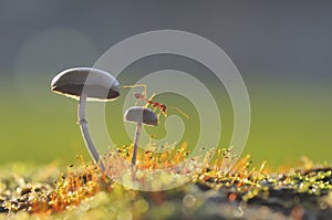 Weaver ant on a mushroom