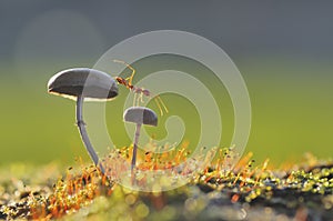 Weaver ant on a mushroom