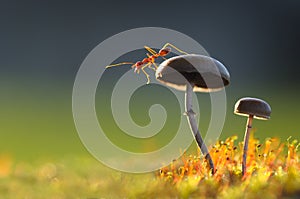 Weaver ant on a mushroom