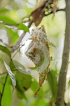 Weaver ant nest