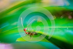 Weaver ant. Oecophylla smaragdina.