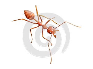 A Weaver Ant. Oecophylla smaragdina (Fabricius). white background. isolated. cut out photo