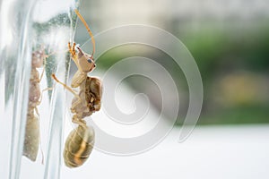 Weaver ant queen