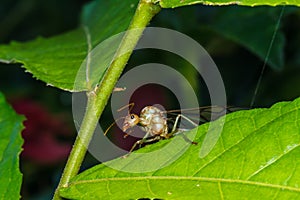 Weaver ant queen on green leaf
