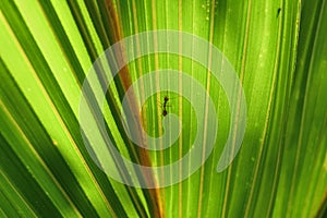 A weaver ant walking on a fresh palm leaf that is getting direct sunlight