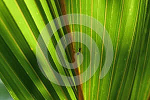 A weaver ant is walking up on a fresh palm leaf that is directly exposed to sunlight