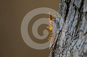 Weaver Ants caring their  larva or an insect