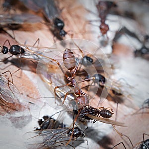 Weaver Ants and Carpenter Ants at war